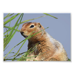 7x5 Kodak berufliches Foto-Papier (Satin) Fotodruck