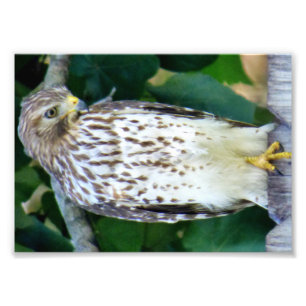 7x5 Kodak berufliches Foto-Papier (Satin) Fotodruck