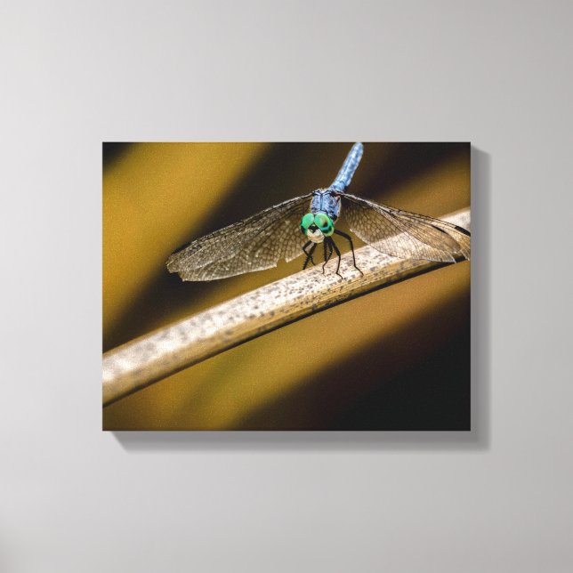 8379-2-Blaue Libelle Leinwanddruck (Vorderseite)