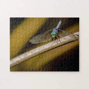 8379-Blaue Libelle auf einem Schilf im Teich-Puzzl Puzzle