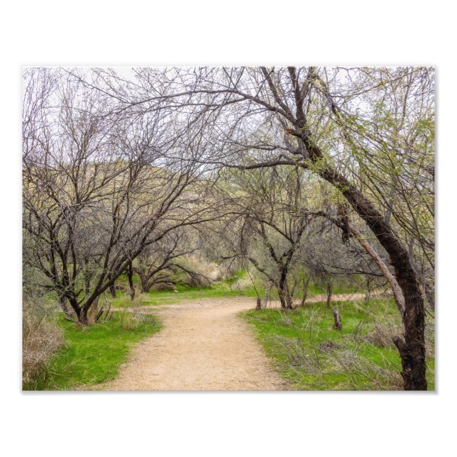 8583-2-Craggy Trees with Walking Path Fotodruck (Vorne)
