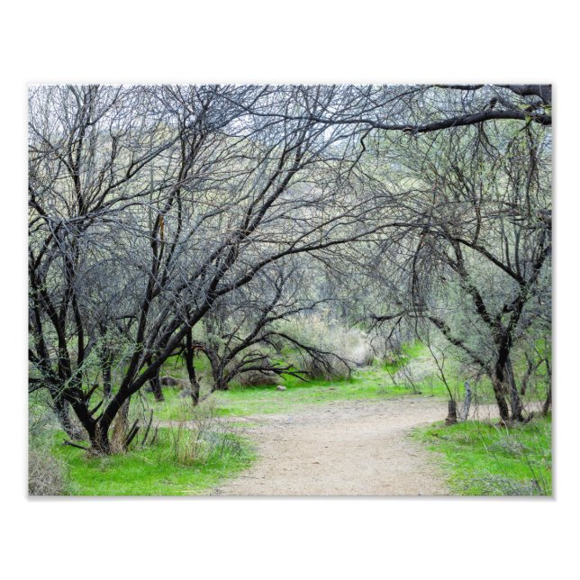 8585-Craggy Tree mit Wanderweg Fotodruck (Vorne)
