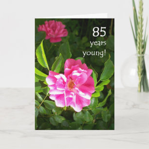 85. Geburtstagskarte - rosa Rosen Karte