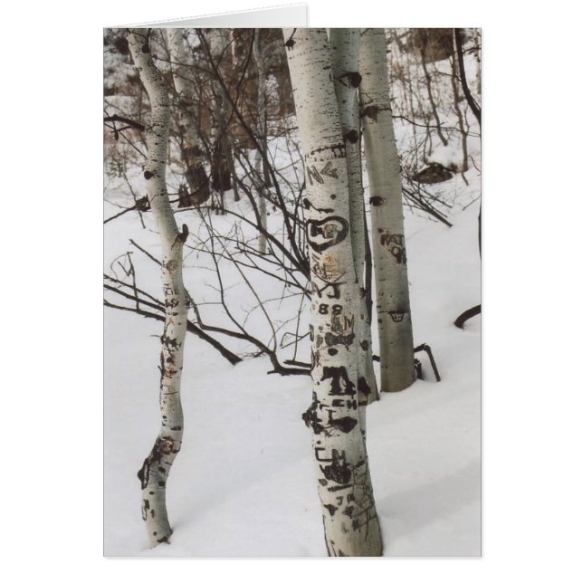 87. Tree Graffit & Pristine Snow, Colorado (Vorne)