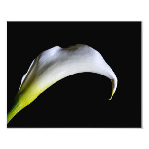 8918-White Calla Lily Fotodruck