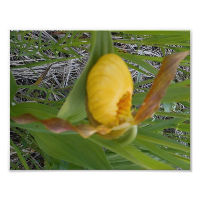 8.5x11 Foto drucken (Vorne)