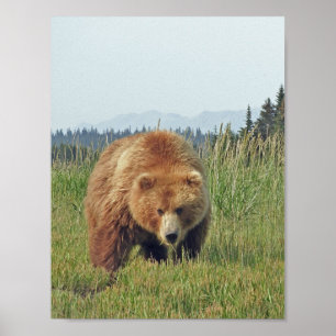 8.5x11 Posterpapier (Matte) aus Grizzlybär Poster