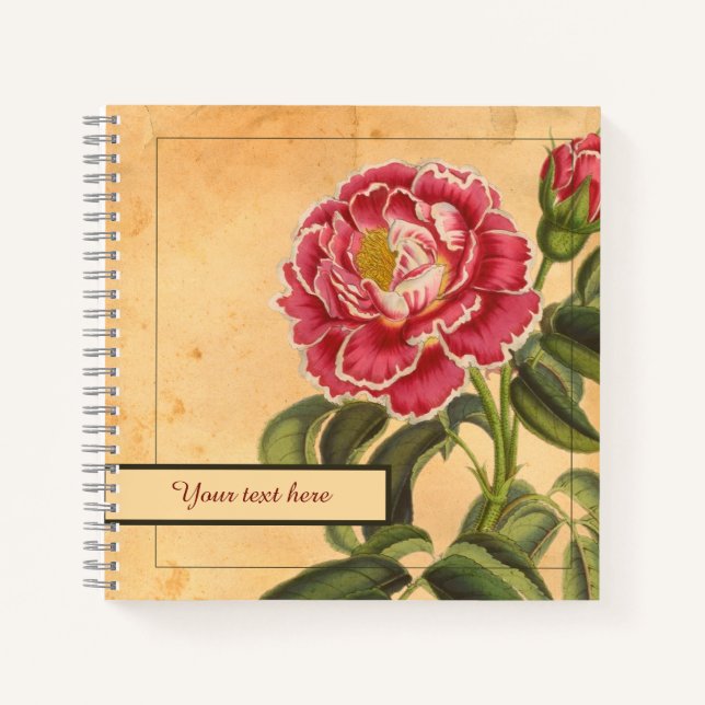 8,5x8,5" Rose de Provence Notebook Notizbuch (Vorderseite)