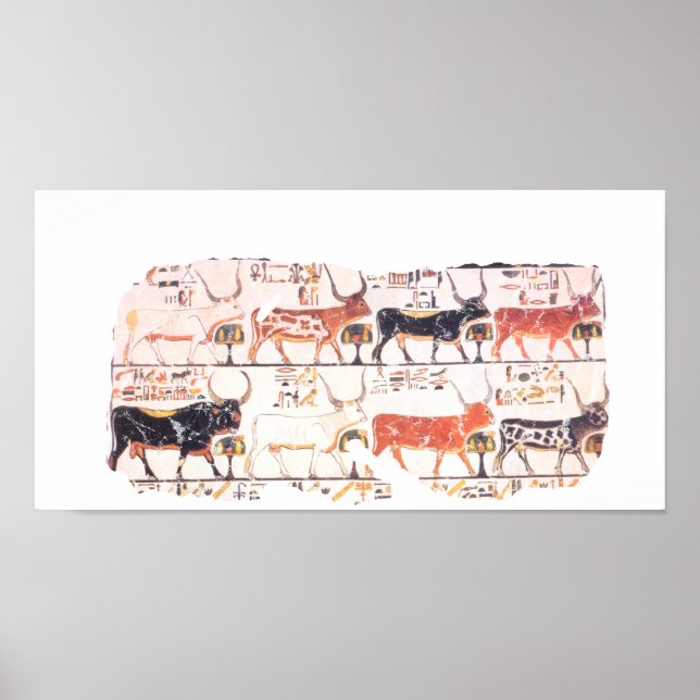 8 Kühe Poster (Vorne)