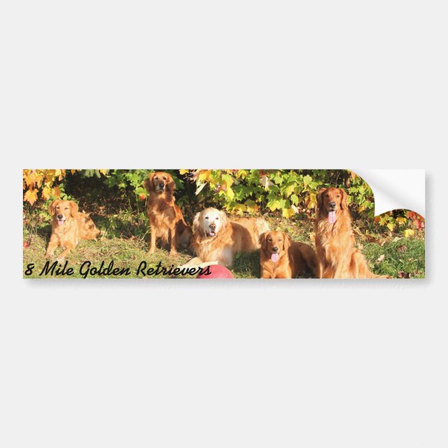 8 Mile Golden Retriever Autoaufkleber (Vorne)