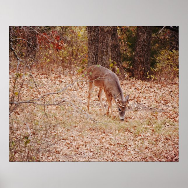 8 Point Wild Deer Buck Fotografie Print Poster (Vorne)