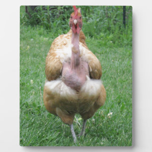 8"x 10" Plaque of Turken Hen Fotoplatte