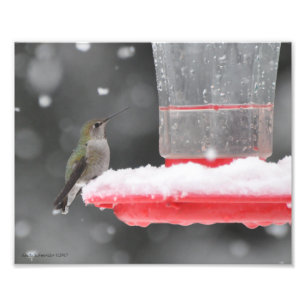 8X10 Anna's Hummingbird im Schnee Fotodruck
