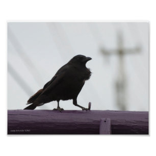 8X10 Crow auf Lila Fotodruck