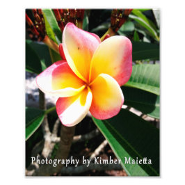 8x10 Druck - Rosa und gelbe Plumeria