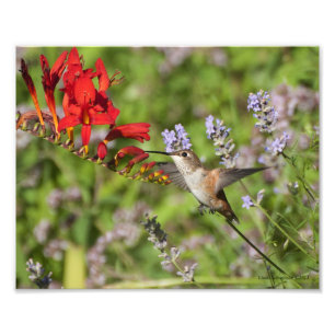 8X10 Hummingbird Lovers Delight Fotodruck