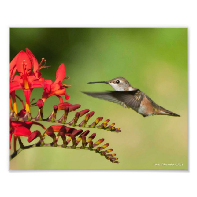 8X10 Hummingbird Lovers Delight Fotodruck (Vorne)