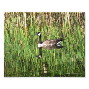 8X10 Kanadische Goose-Reflektion Fotodruck