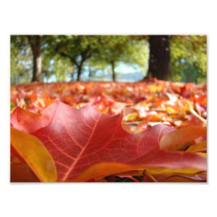 8x10 Kunst Naturfotografie Herbstblätter Fotodruck