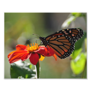 8X10 Monarchschmetterling auf der mexikanischen So Fotodruck
