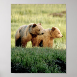8x10 Plakatpapier (Matte) aus Grizzlybärchen Poster