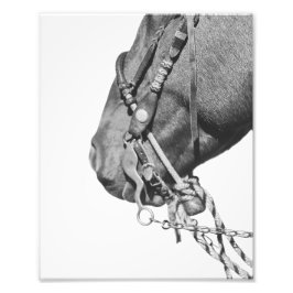 8x10 Print - Colt in the Two-Rein Fotodruck