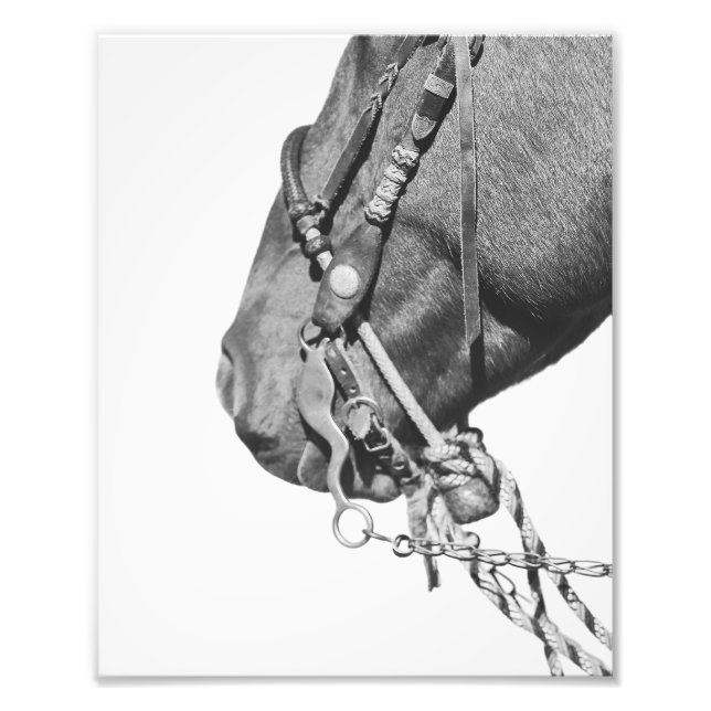 8x10 Print - Colt in the Two-Rein Fotodruck (Vorne)