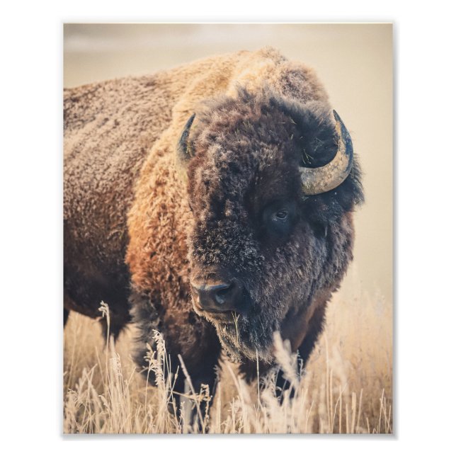 8x10 Print - Frosty Morning Fotodruck (Vorne)