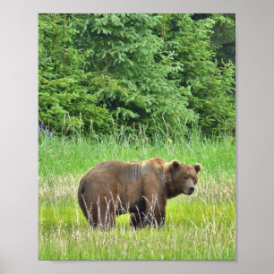 8x10 Value Poster Paper (Matte) mit Grizzlybär