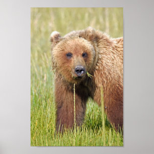8x12 Plakatpapier (Matte) aus Grizzlybär Poster