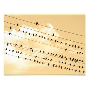 91(1) Vögel Fotodruck