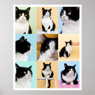 9 Foto Moderne Collage Katze Hund Poster