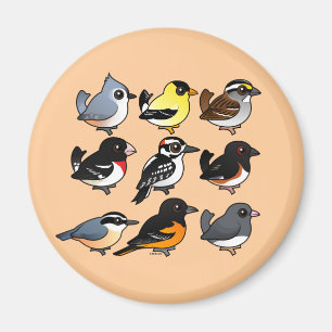 9 Nordost-USA-Hinterhofvögel Magnet