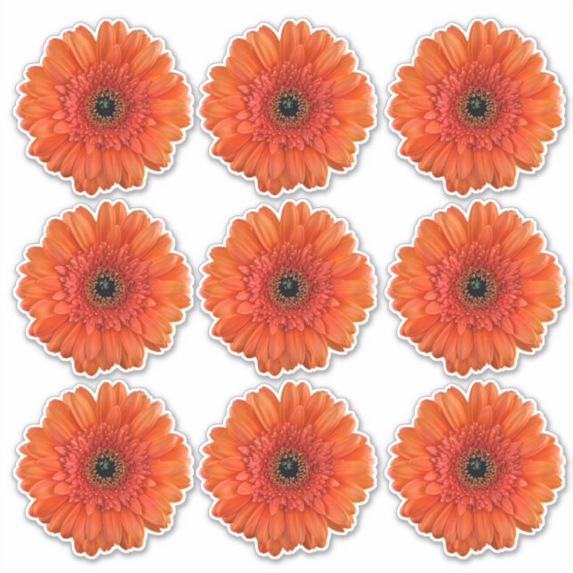 9 Orange Gerbera Daisy Blume Kiss-Cut Stickers Aufkleber (Vorderseite)