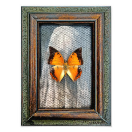 9" x 12" Schwarz-Bordeaux-Schmetterling Fotodruck