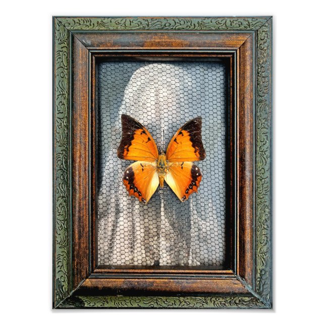 9" x 12" Schwarz-Bordeaux-Schmetterling Fotodruck (Vorne)