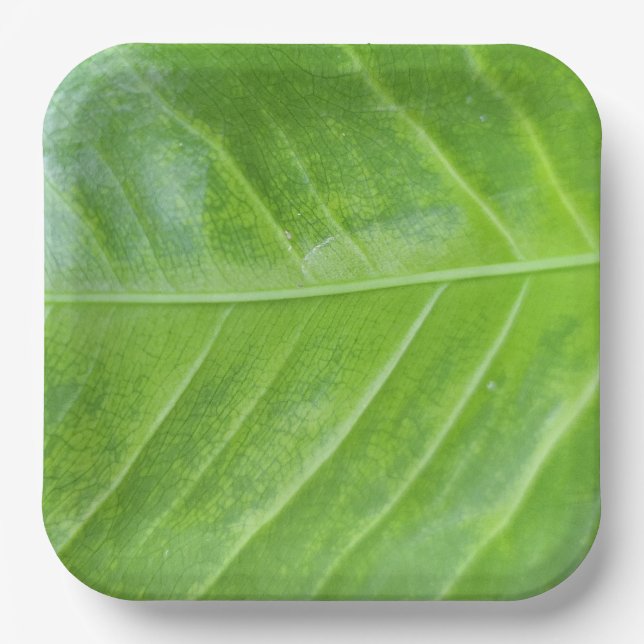 9-Zoll-Papiertafel mit bezauberndem Grün Pappteller (Vorderseite)