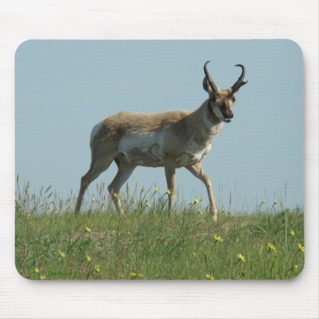 A10 Gabelantilope und Wildblumen Mousepad (Vorne)