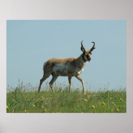 A10 Pronghorn Antelope und Wildblumen Poster