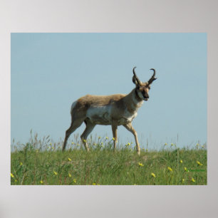 A10 Pronghorn Antelope und Wildblumen Poster