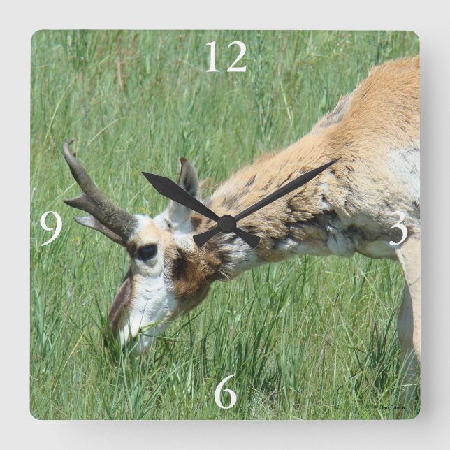 A11 Pronghorn Antelope Buck Grazing Quadratische Wanduhr (Vorderseite)