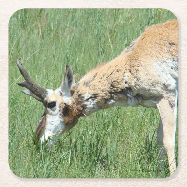 A11 Pronghorn Antelope Buck Grazing Rechteckiger Pappuntersetzer (Vorderseite)
