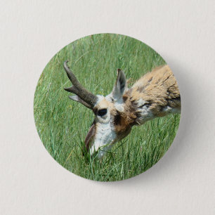 A11 Pronghorn Antelope Button