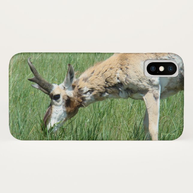 A11 Pronghorn Antelope Grazing Case-Mate iPhone Hülle (Rückseite (Horizontal))