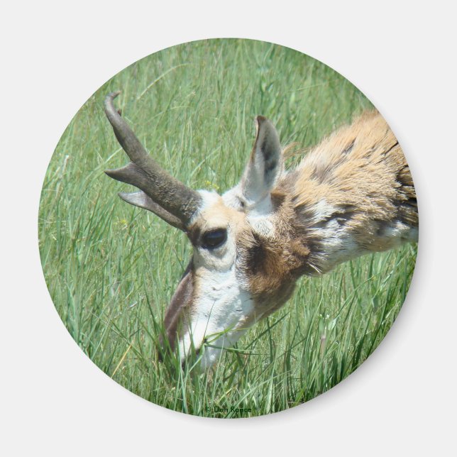 A11 Pronghorn Antelope Grazing Magnet (Vorne)