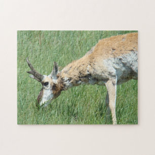 A11 Pronghorn Antelope Grazing Puzzle