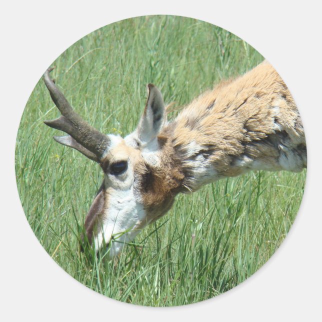 A11 Pronghorn Antelope Grazing Runder Aufkleber (Vorderseite)