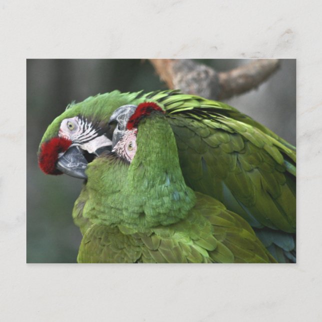 A12 Parot Couple Postcard Postkarte (Vorderseite)