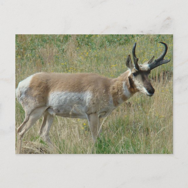 A12 Pronghorn Antelope Buck Postkarte (Vorderseite)