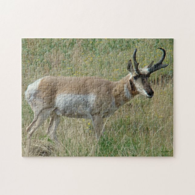 A12 Pronghorn Antelope Buck Puzzle (Horizontal)
